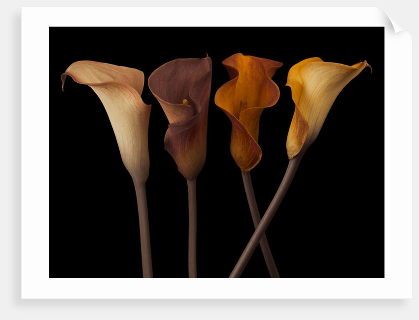 Four calla lilies by Assaf Frank